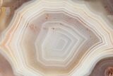 Polished Banded Agate Nodule Half - Morocco #187153-1